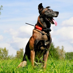 Dog Trace DOG GPS X30TB - Such- und Trainingsgerät mit Schallortungsgerät