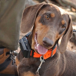 DOG GPS X30T- Halsband für einen anderen Hund - orange